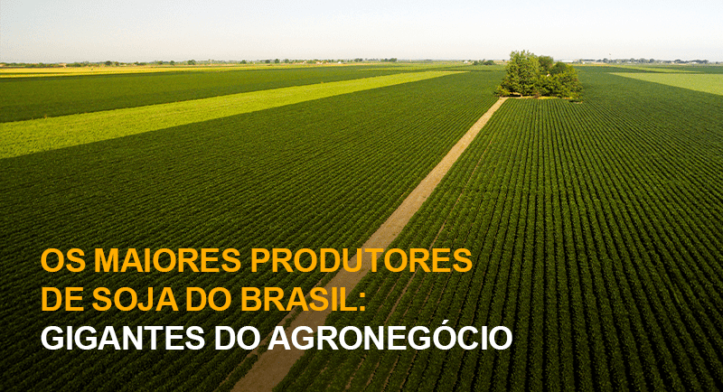 Os Maiores Produtores de Soja no Brasil